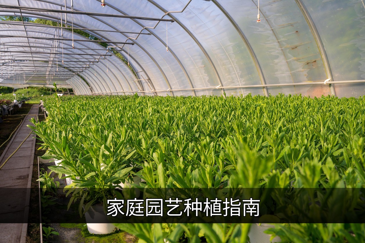 家庭园艺种植指南