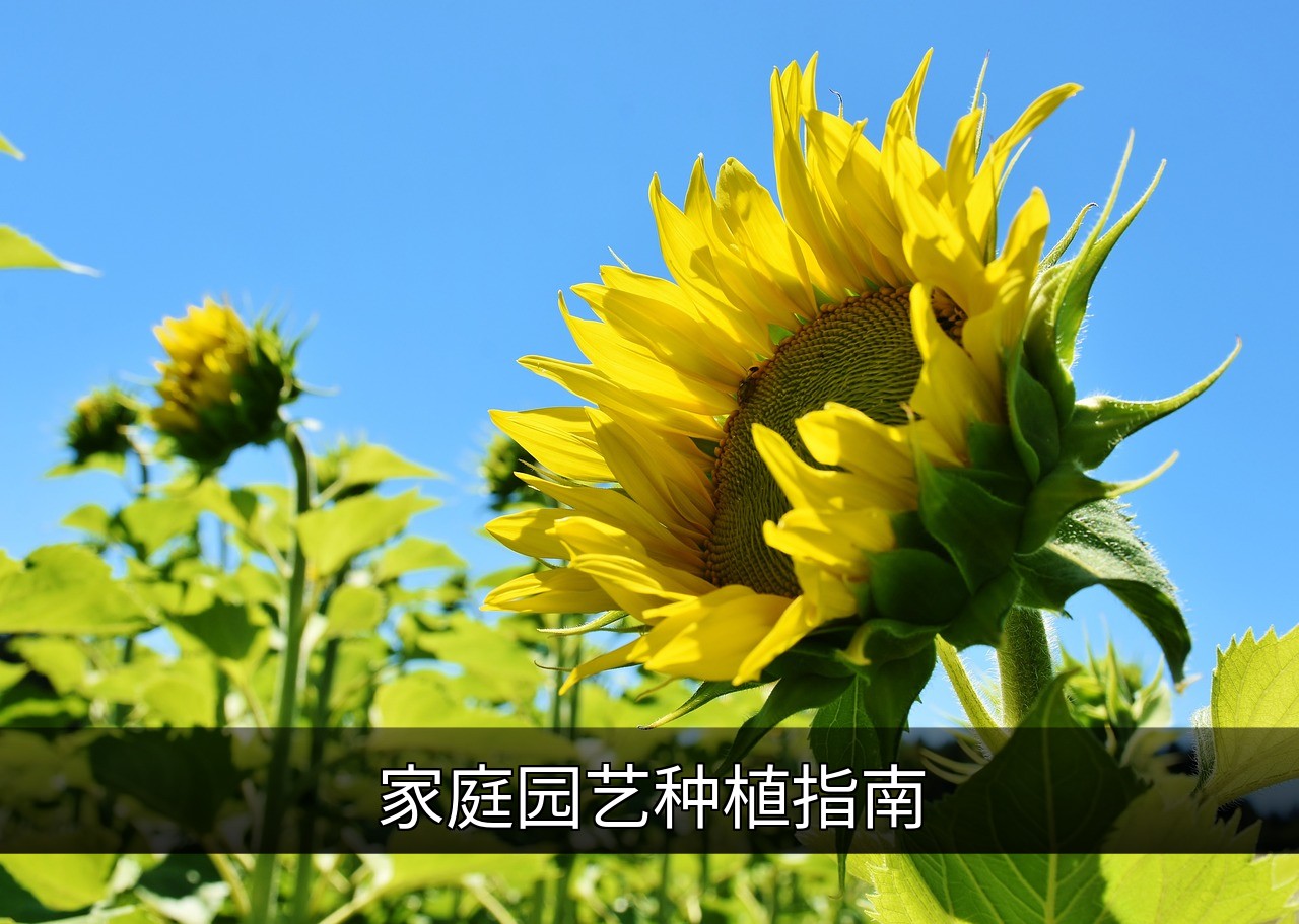 点击可放大查看 家庭园艺种植指南